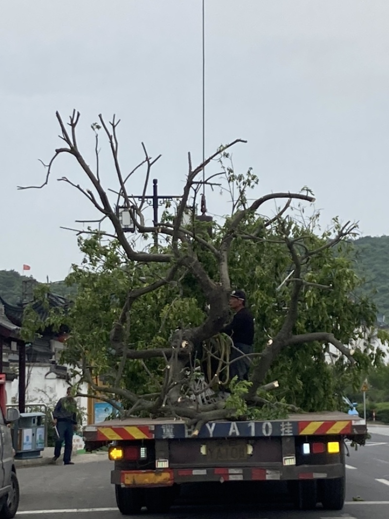 游龙朴树卧龙在家万事顺利造型树，景观树