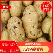 沃土荷兰土豆大量上市了质量量大从优欢迎订购发全国一手