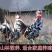农家散养贵妃鸡纯正贵妃鸡半大鸡脱温鸡活体包活到家