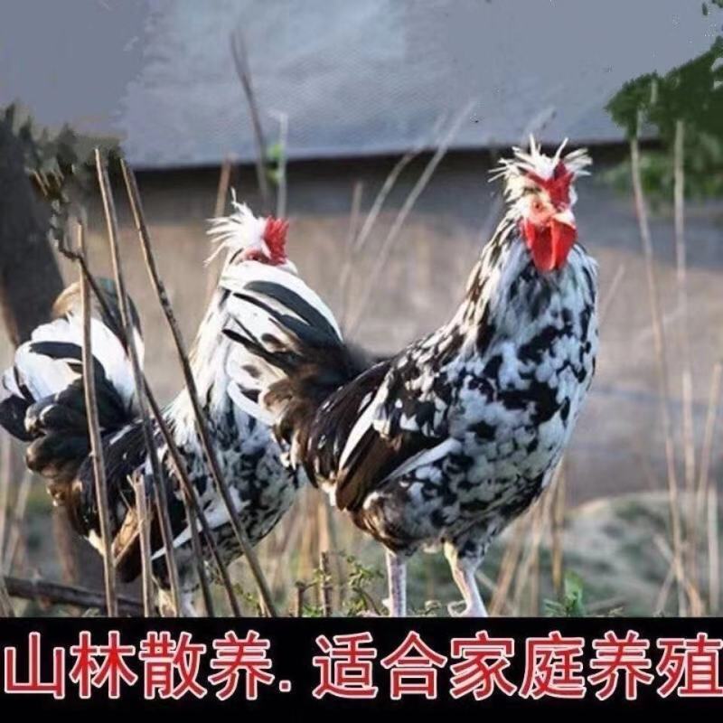农家散养贵妃鸡纯正贵妃鸡半大鸡脱温鸡活体包活到家