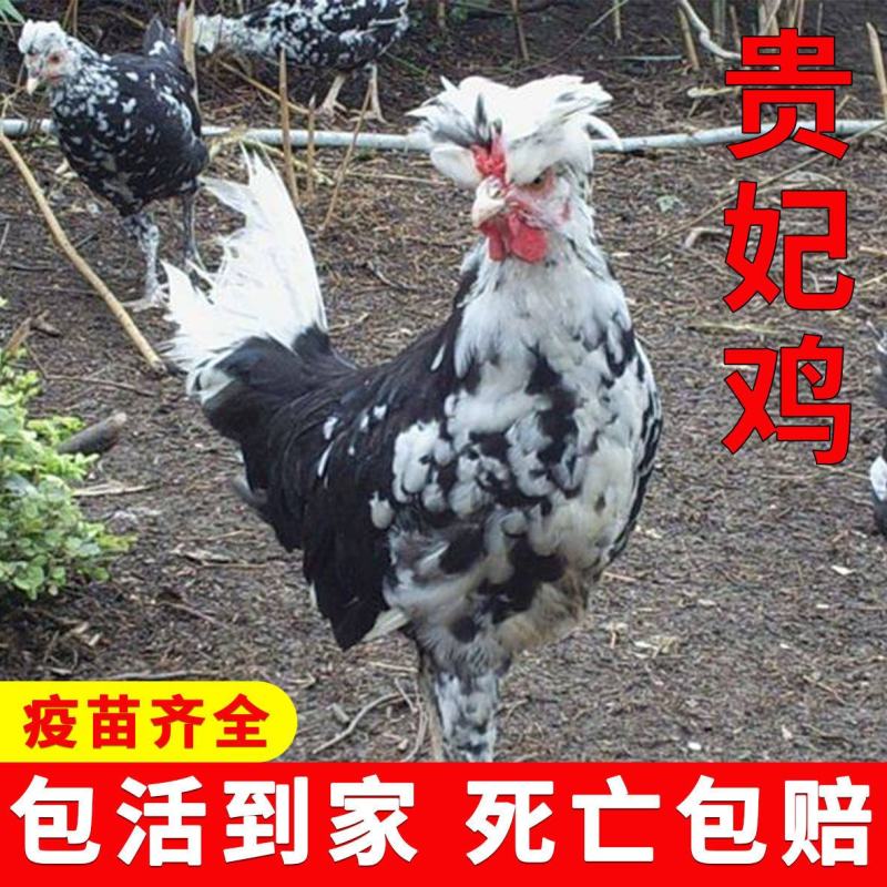 农家散养贵妃鸡纯正贵妃鸡半大鸡脱温鸡活体包活到家