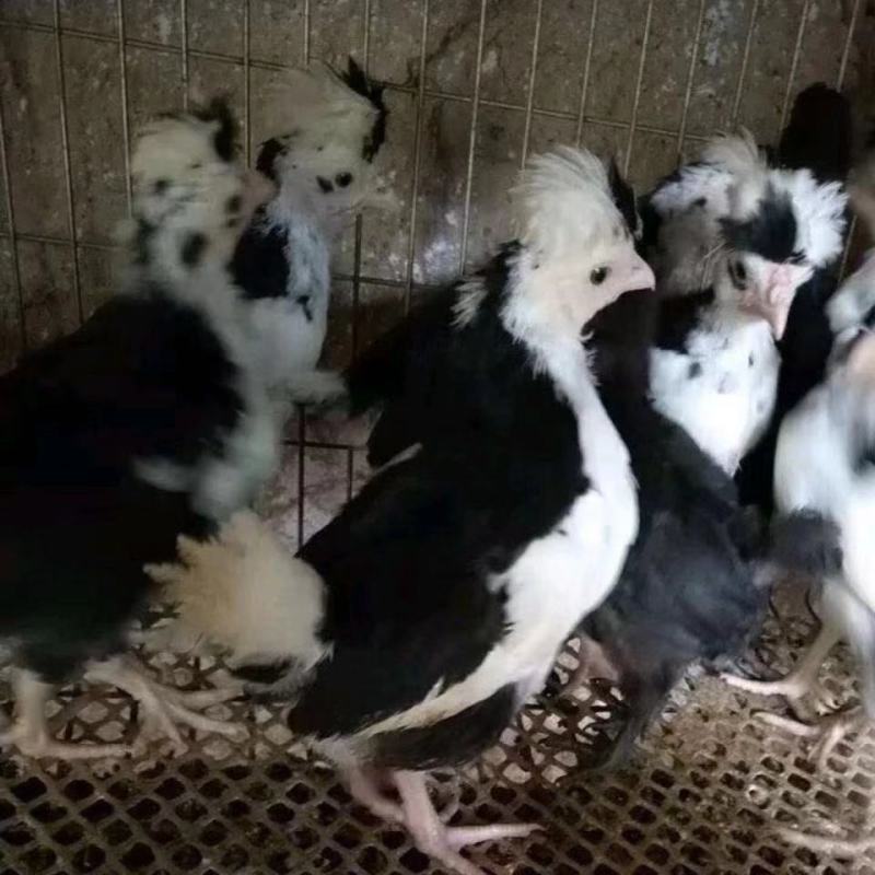 农家散养贵妃鸡纯正贵妃鸡半大鸡脱温鸡活体包活到家