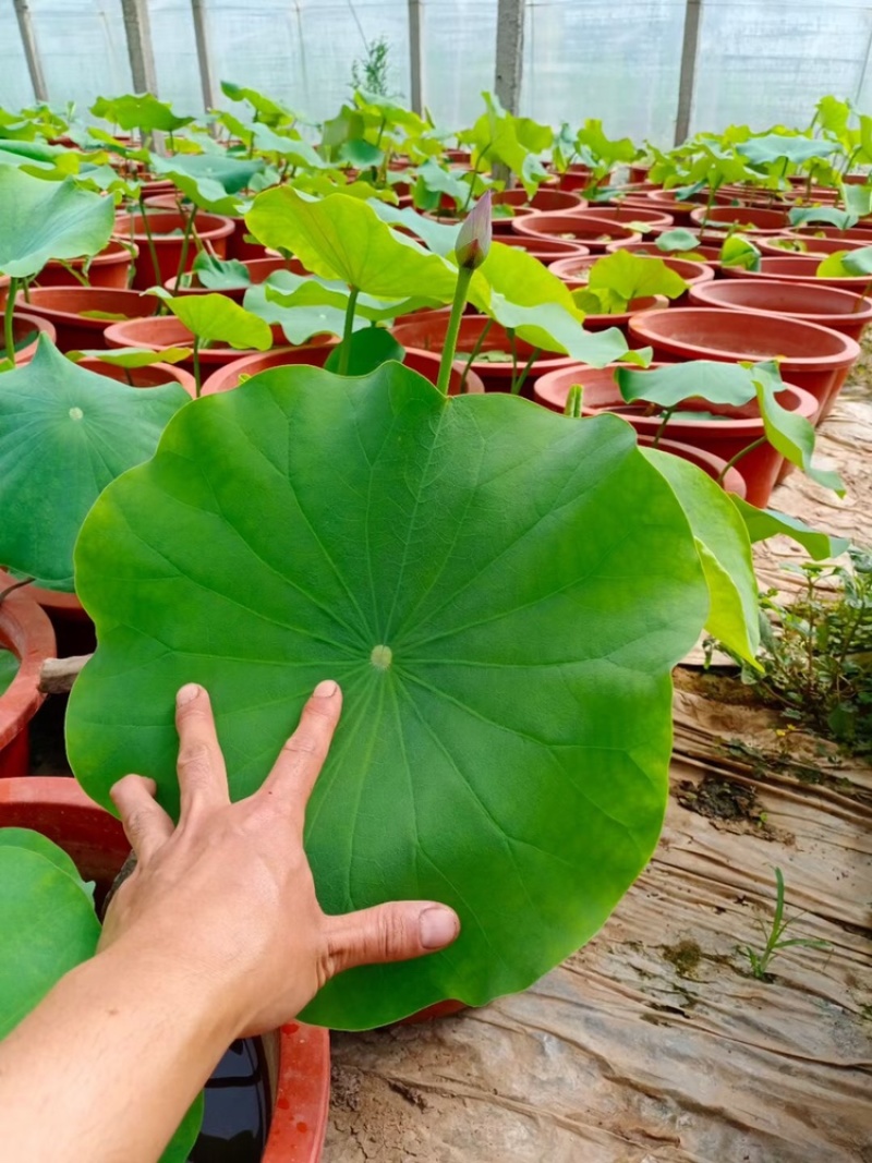 热卖荷花水生植物，基地直供，现货供应量大从优欢迎电话联系