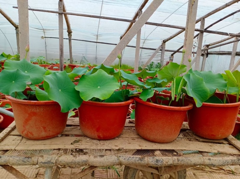 热卖荷花水生植物，基地直供，现货供应量大从优欢迎电话联系