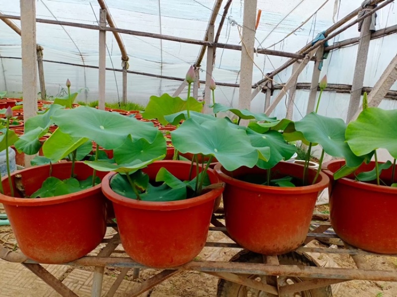 热卖荷花水生植物，基地直供，现货供应量大从优欢迎电话联系