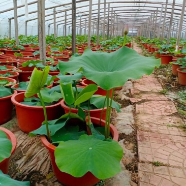 热卖荷花水生植物，基地直供，现货供应量大从优欢迎电话联系