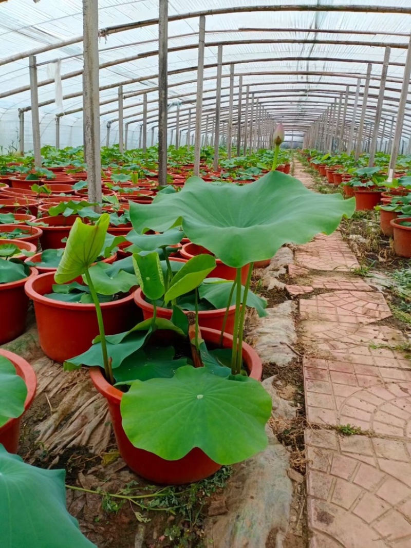 热卖荷花水生植物，基地直供，现货供应量大从优欢迎电话联系