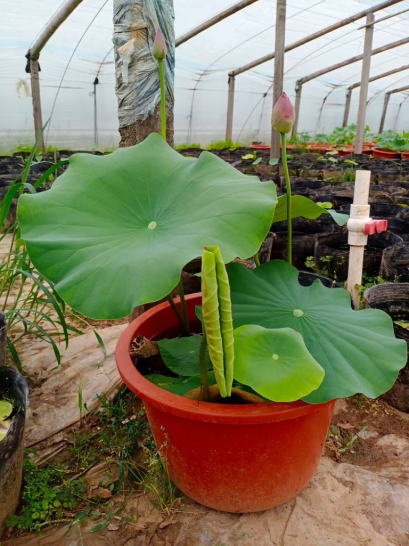 热卖荷花水生植物，基地直供，现货供应量大从优欢迎电话联系