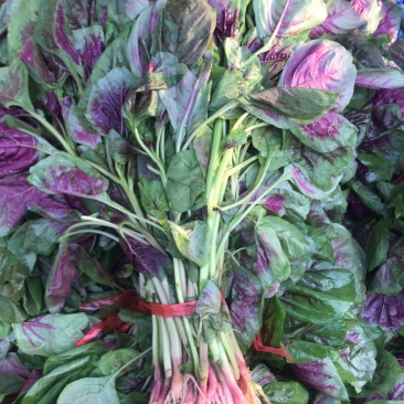 苋菜自家大棚种植大面积红苋菜、货源充足、可整车发货