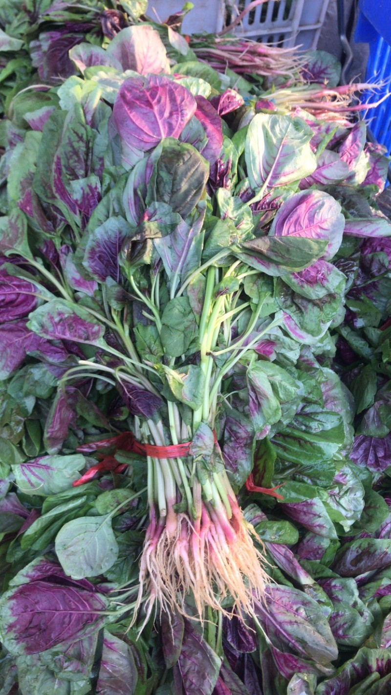 苋菜自家大棚种植大面积红苋菜、货源充足、可整车发货