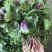 苋菜自家大棚种植大面积红苋菜、货源充足、可整车发货