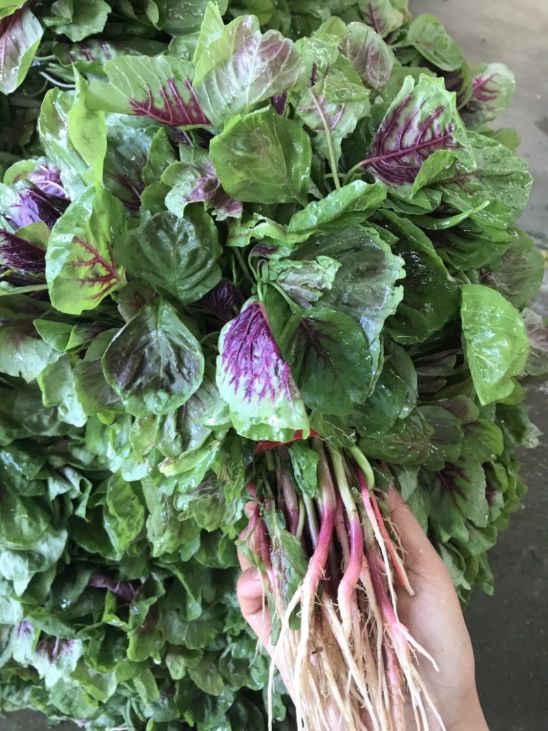 苋菜自家大棚种植大面积红苋菜、货源充足、可整车发货