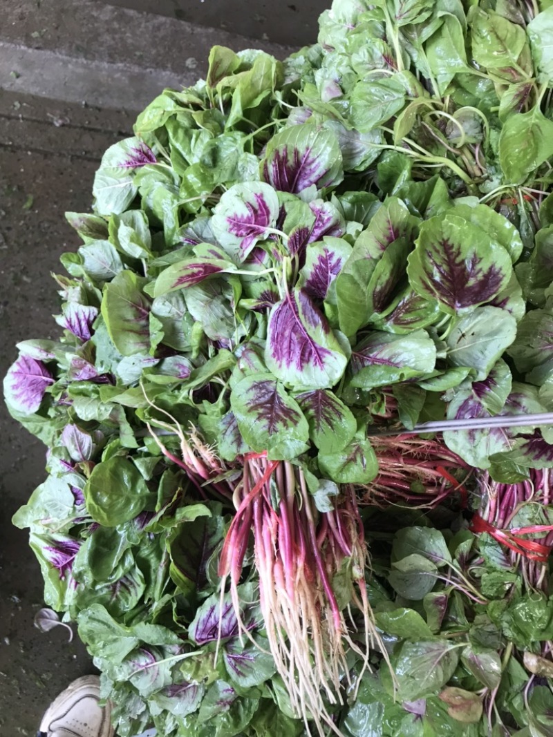 苋菜自家大棚种植大面积红苋菜、货源充足、可整车发货