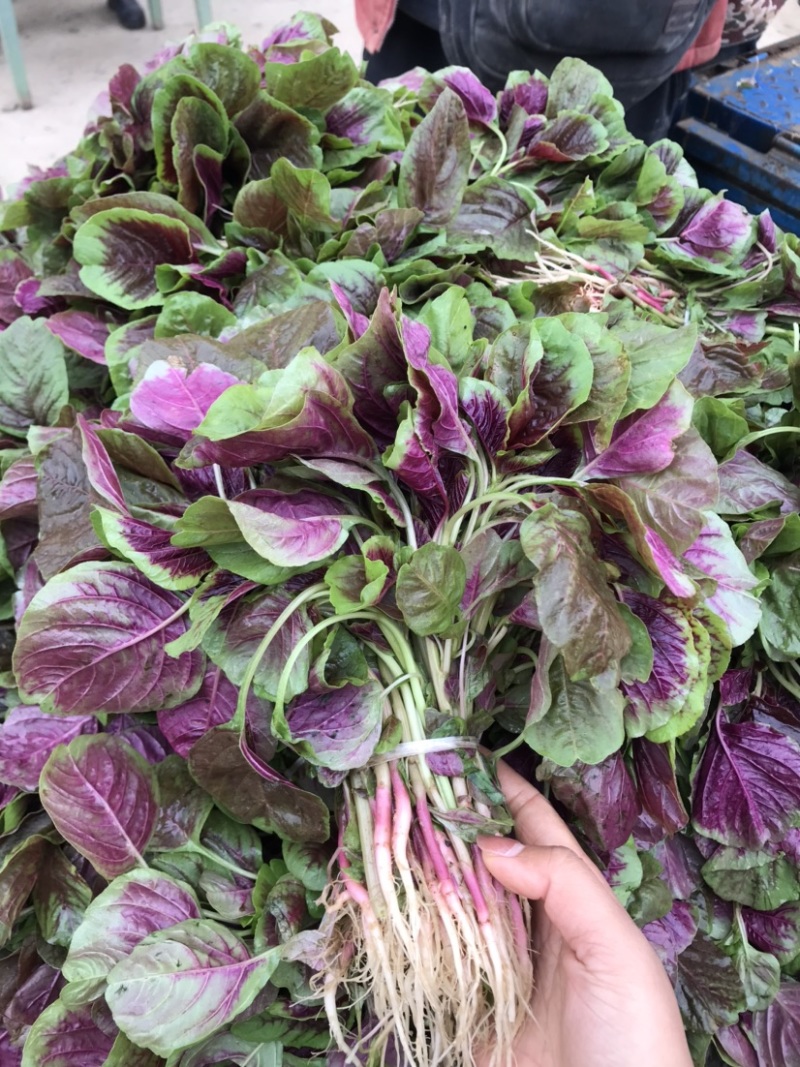 苋菜自家大棚种植大面积红苋菜、货源充足、可整车发货