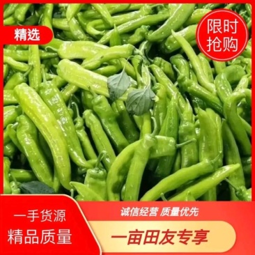 辣椒黄皮辣椒，质量保证，诚信代收专业代办，可视频看货