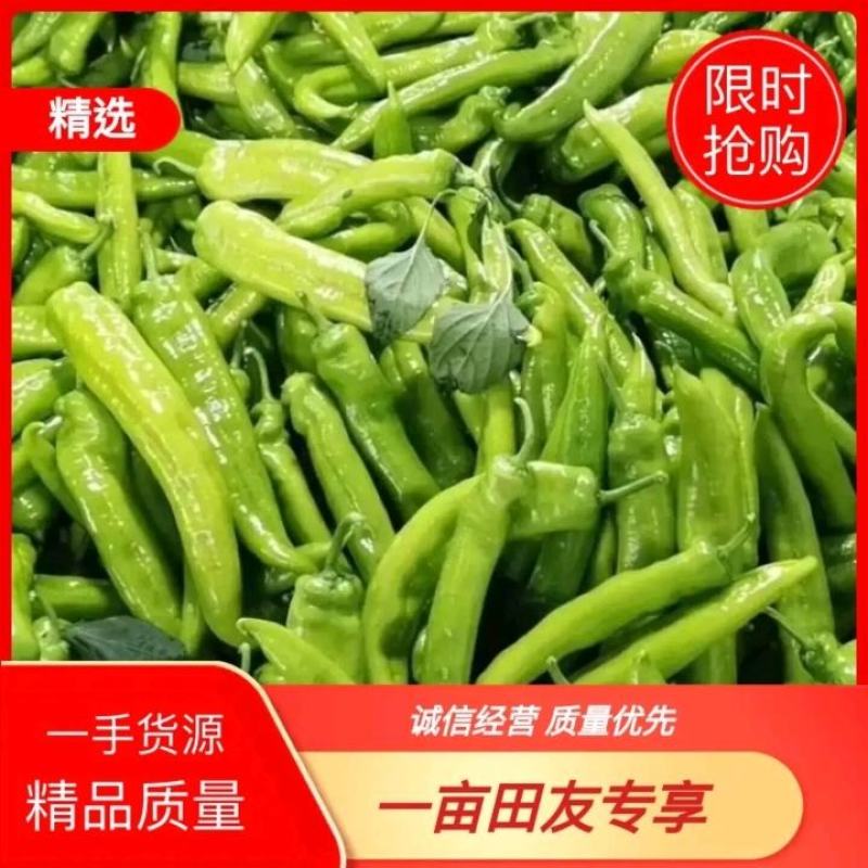 辣椒黄皮辣椒，质量保证，诚信代收专业代办，可视频看货