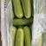 河南焦作绿皮西葫芦，0.7斤左右，条型直，颜色绿，上市中