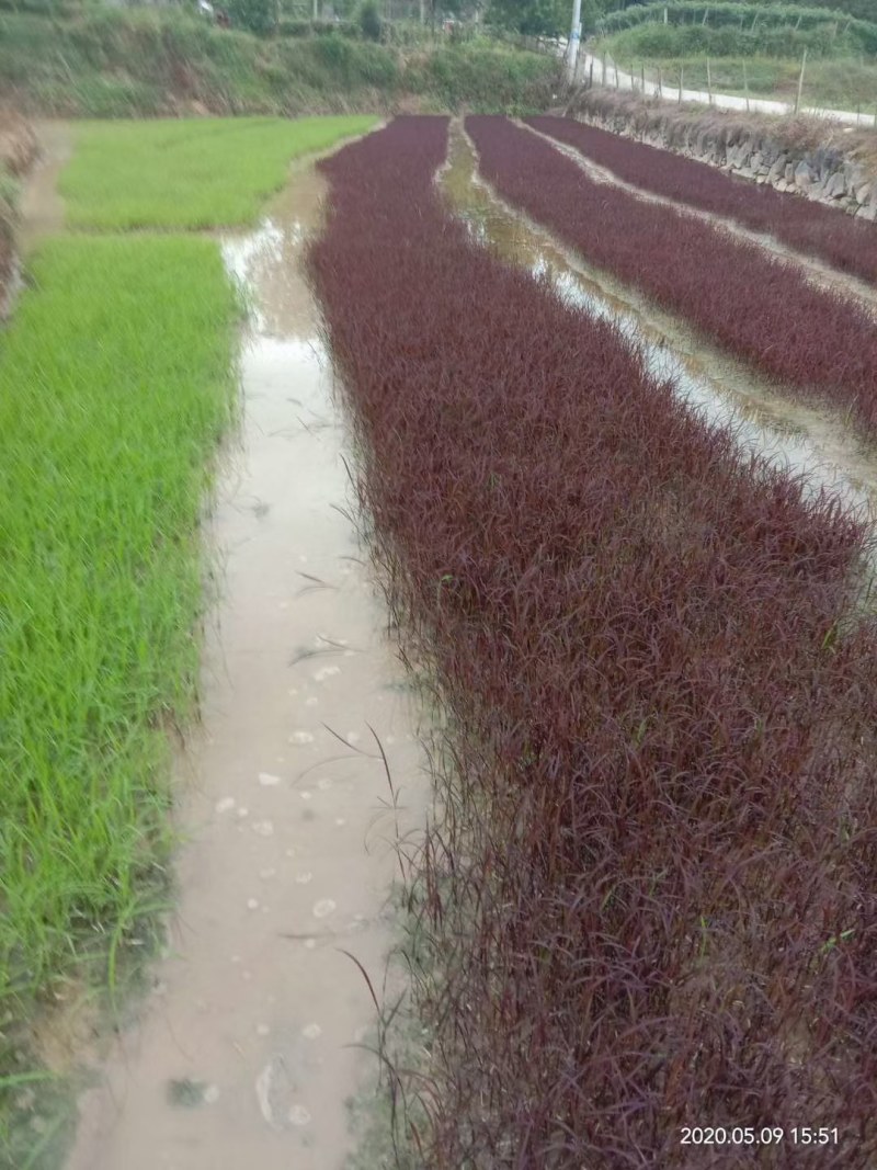 紫色水稻种子