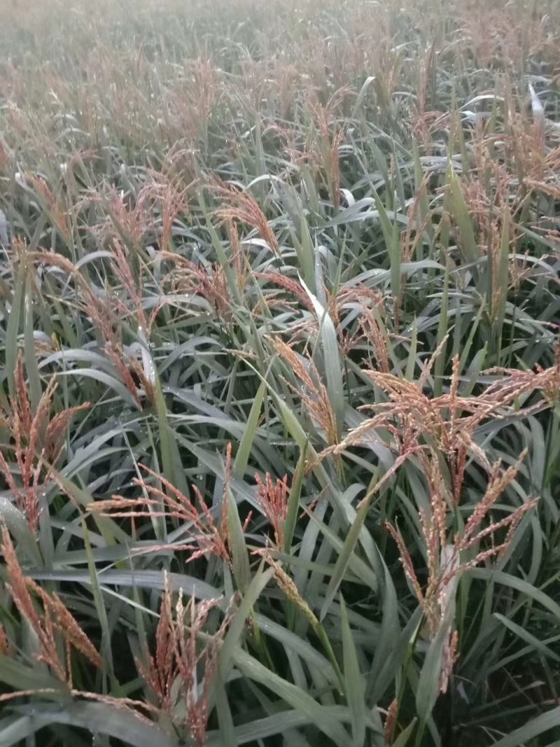 紫色水稻种子