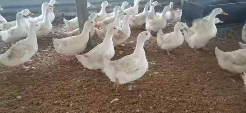 常年提供淘汰樱桃谷，m18.奥白星白鸭