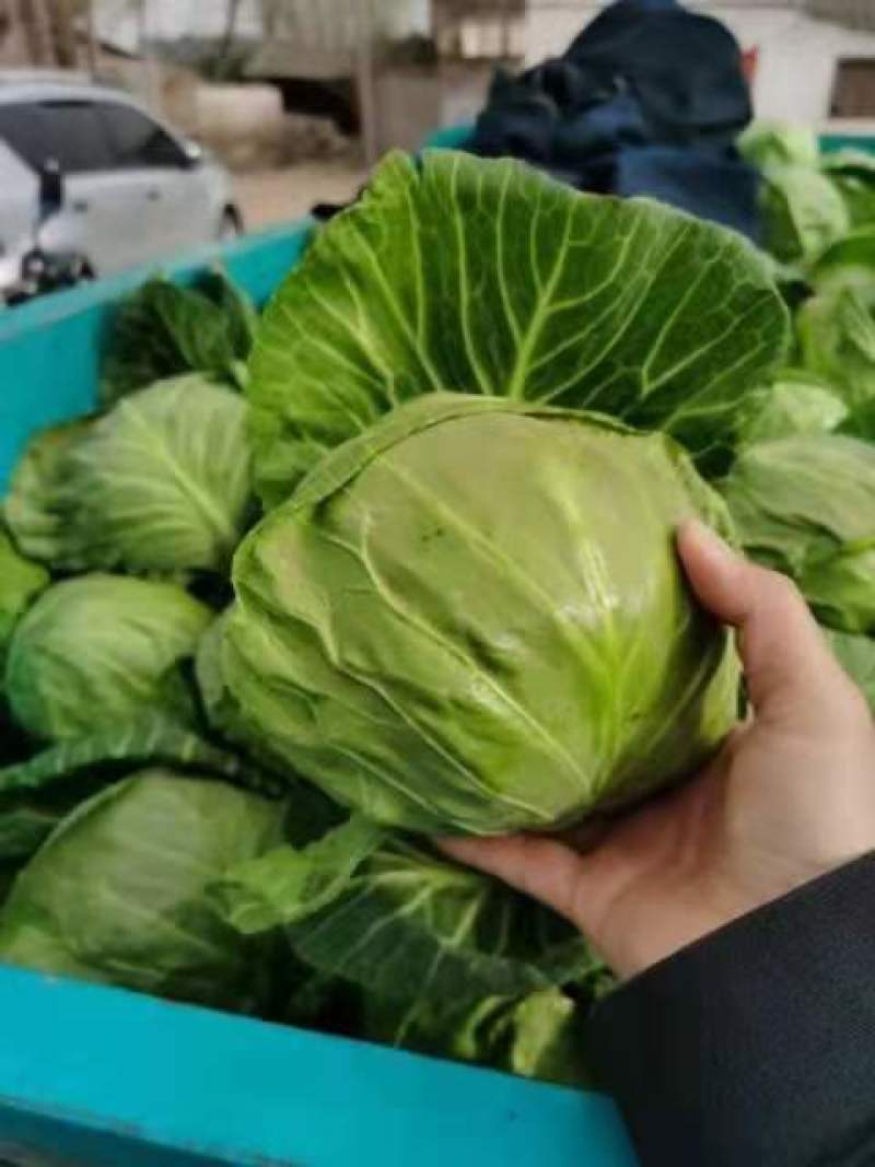河南焦作博爱甘蓝，颜色绿，个头均匀，货源充足，保质保量。