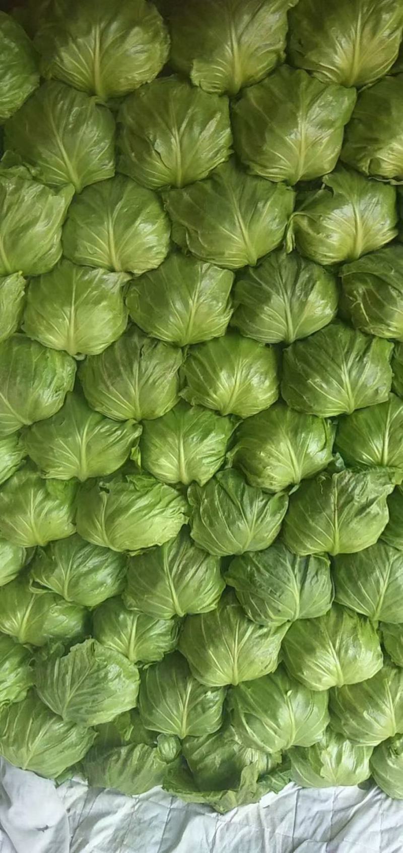 河南焦作博爱甘蓝，颜色绿，个头均匀，货源充足，保质保量。