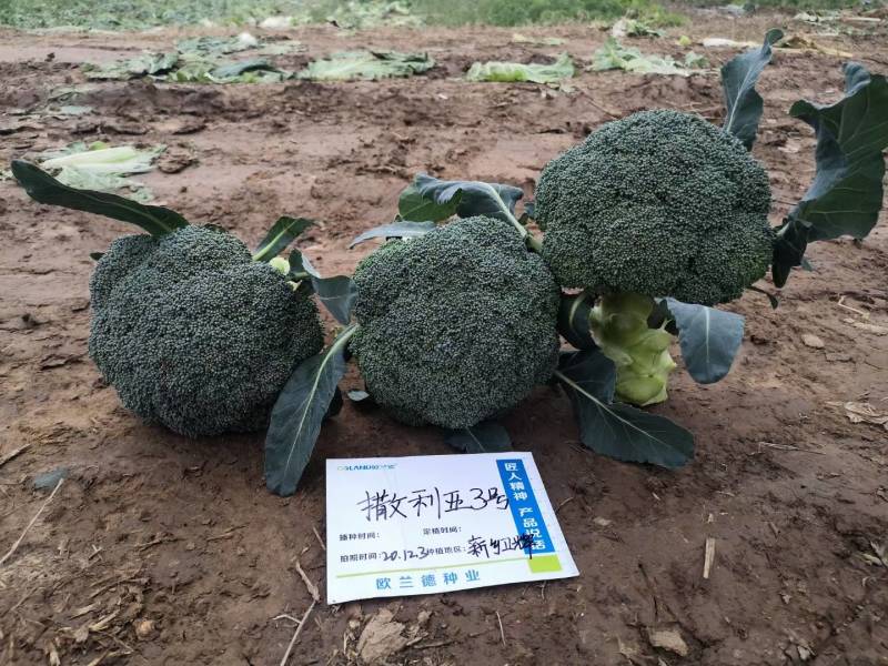 西兰花种子，欧兰德撒利亚3号，进口耐寒小米粒低温不发紫