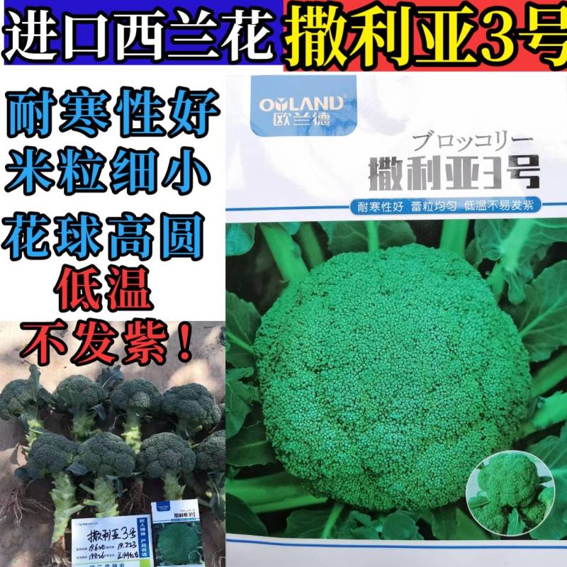 西兰花种子，欧兰德撒利亚3号，进口耐寒小米粒低温不发紫