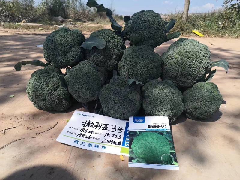 西兰花种子，欧兰德撒利亚3号，进口耐寒小米粒低温不发紫