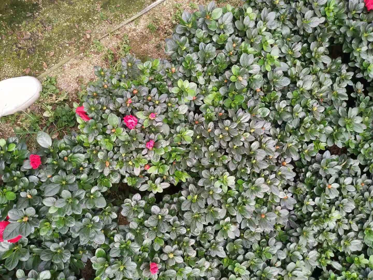 丹桂盆栽种植场景