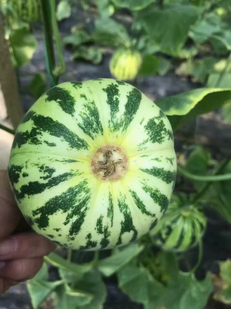 甜瓜，花蕾甜瓜己上市