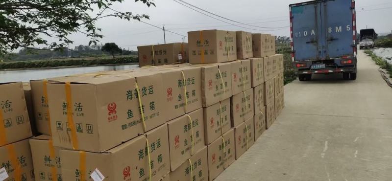 【军鱼苗】广东青竹鲩，石坚、中华倒剌耙鱼、