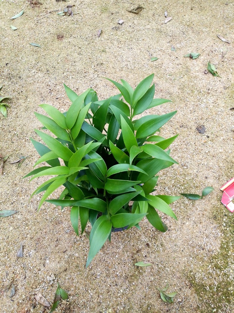 精品四季平安竹伯，叶色油绿，福建基地直销欢迎采购