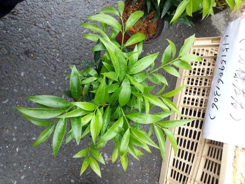精品四季平安竹伯，叶色油绿，福建基地直销欢迎采购