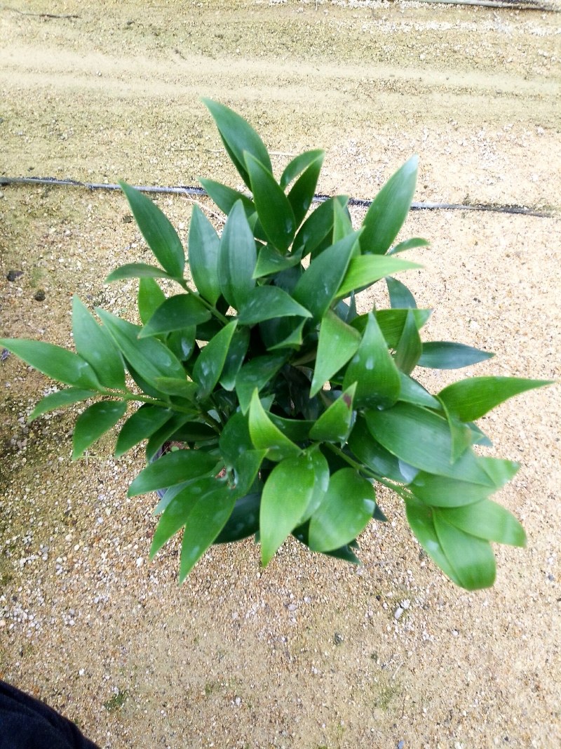 精品四季平安竹伯，叶色油绿，福建基地直销欢迎采购