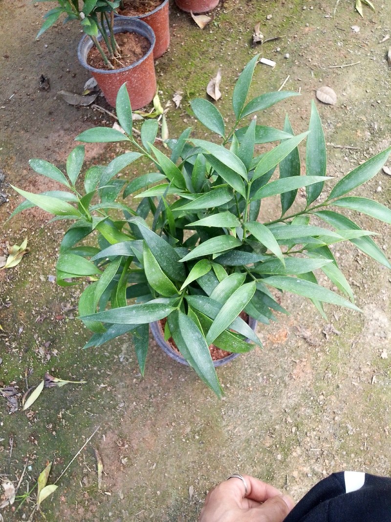 精品四季平安竹伯，叶色油绿，福建基地直销欢迎采购