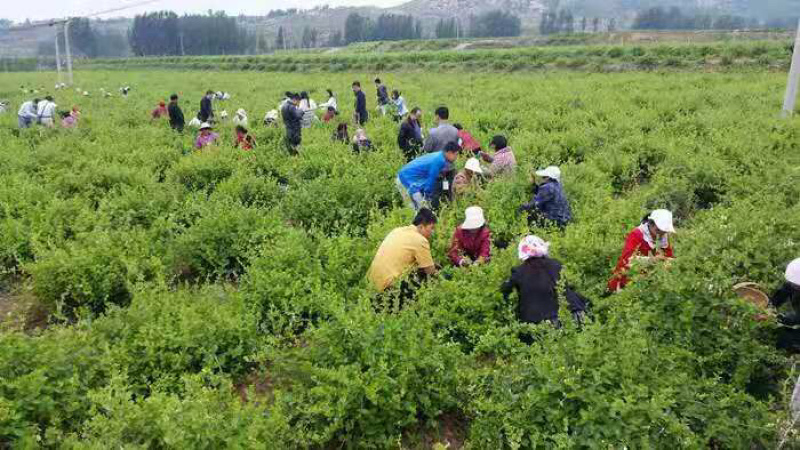 湖北金银花各种品类齐全新季上市产地直销一手货源批发销售