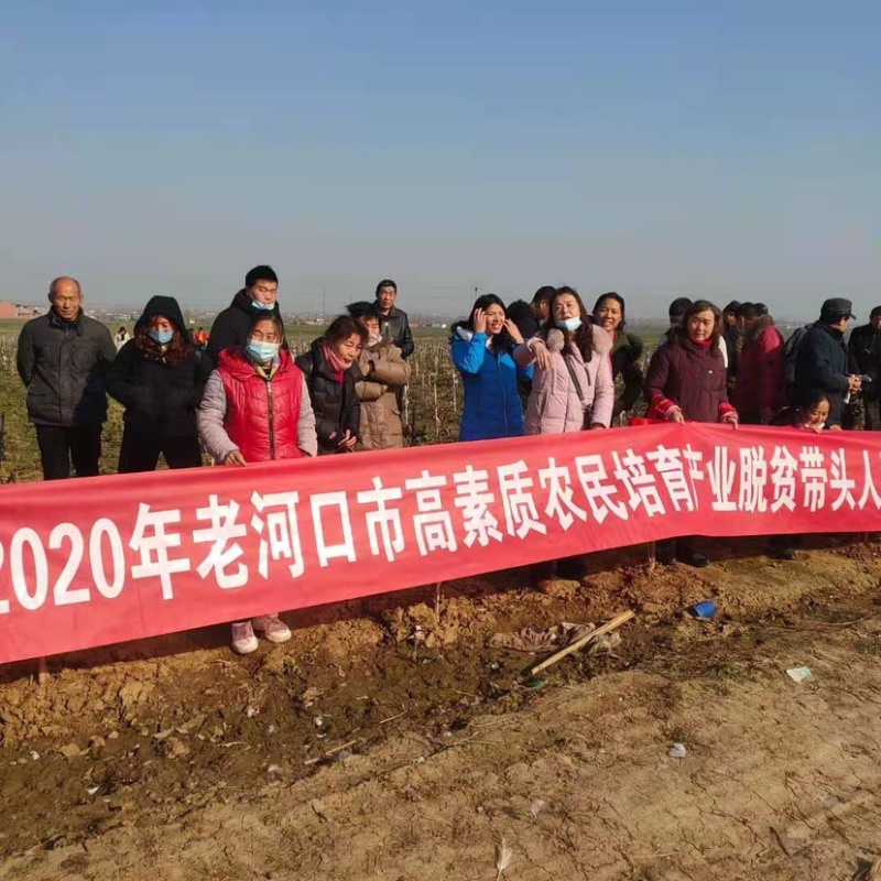 湖北金银花各种品类齐全新季上市产地直销一手货源批发销售