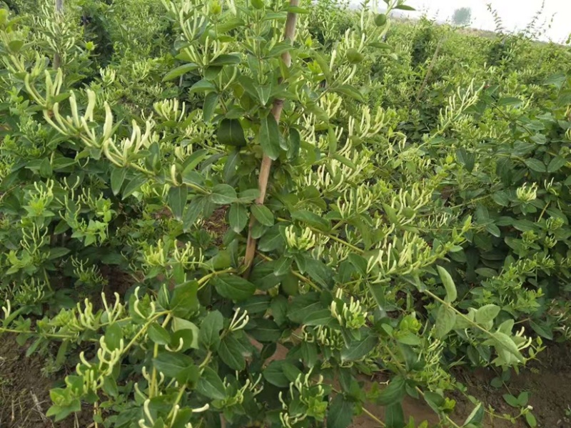 湖北金银花各种品类齐全新季上市产地直销一手货源批发销售
