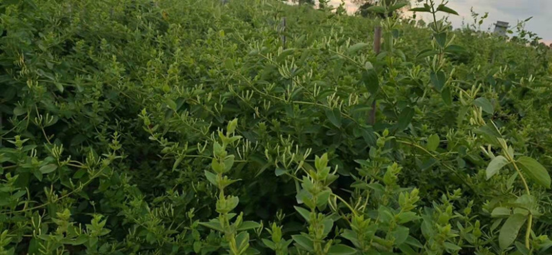 湖北金银花各种品类齐全新季上市产地直销一手货源批发销售