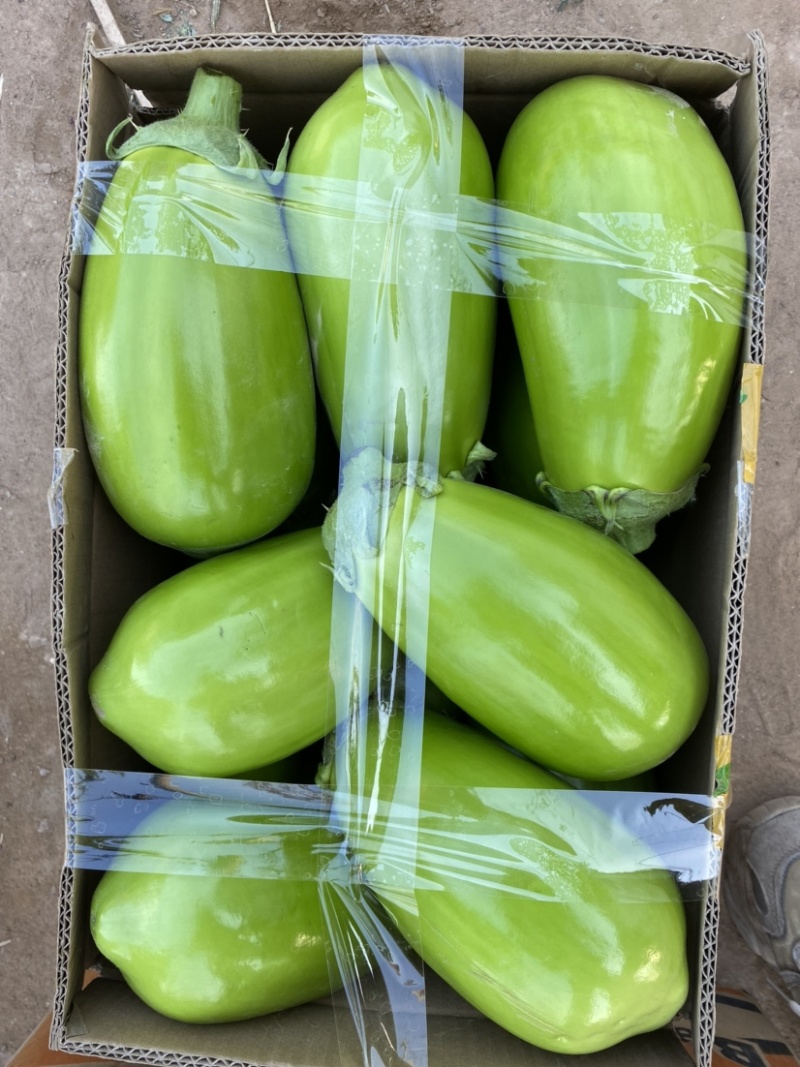 【茄子】河南精品青茄产地直发保质保量欢迎致电