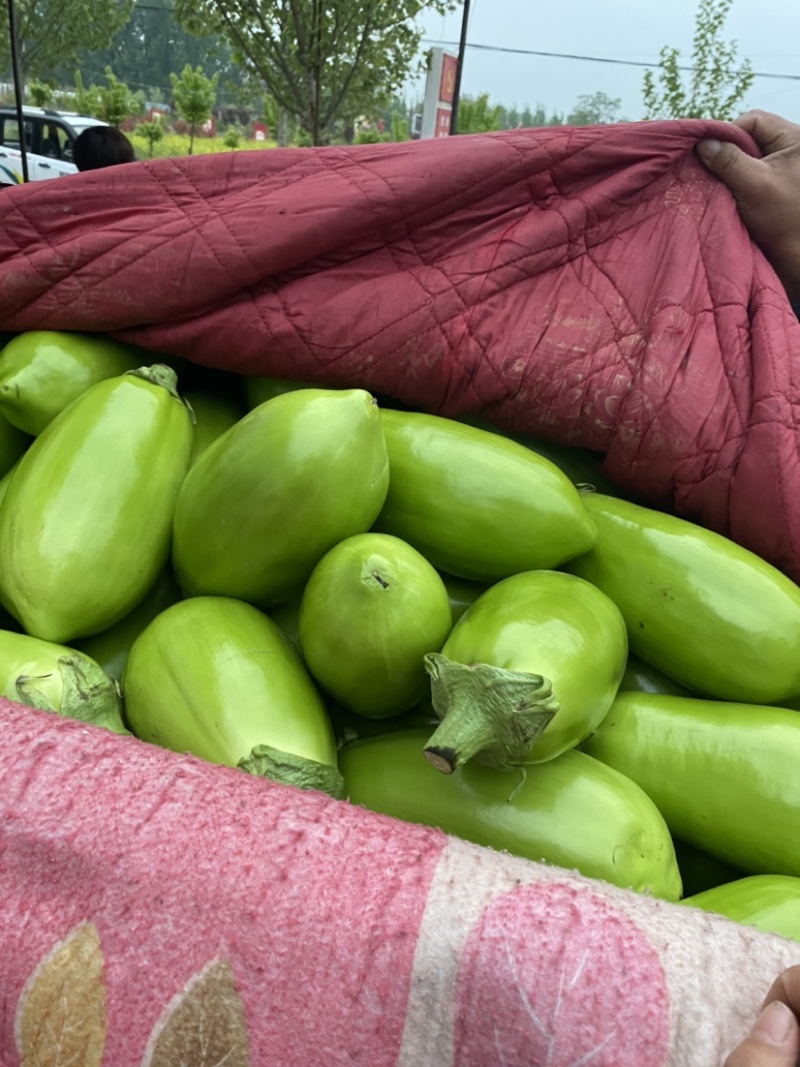 【茄子】河南精品青茄产地直发保质保量欢迎致电