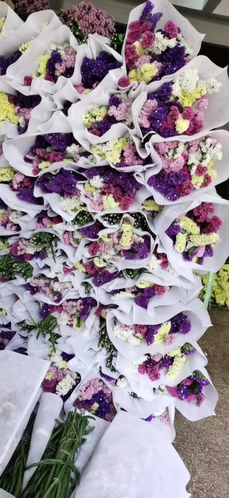 【云南勿忘我】基地大量供应颜色齐全质量保证