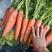 【店主推荐】山东三红胡萝卜品种齐全大量有货可对接全国市场