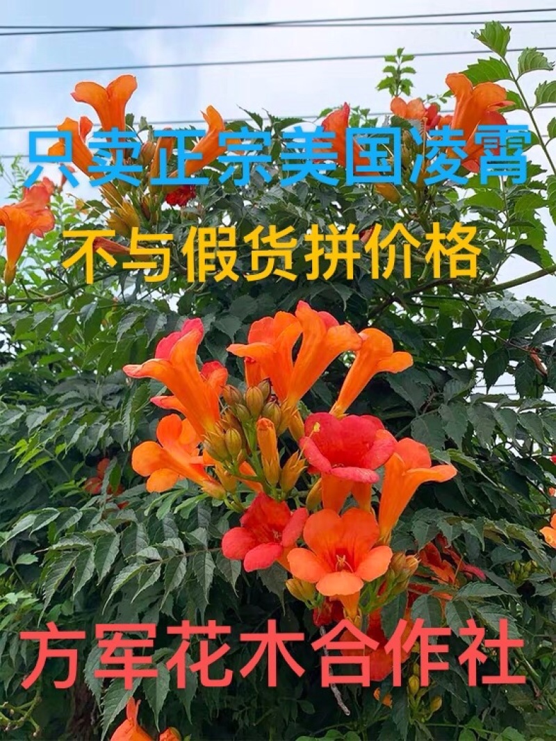 只卖正宗美国凌霄凌霄苗不与假货拼价格基地直销提供发票