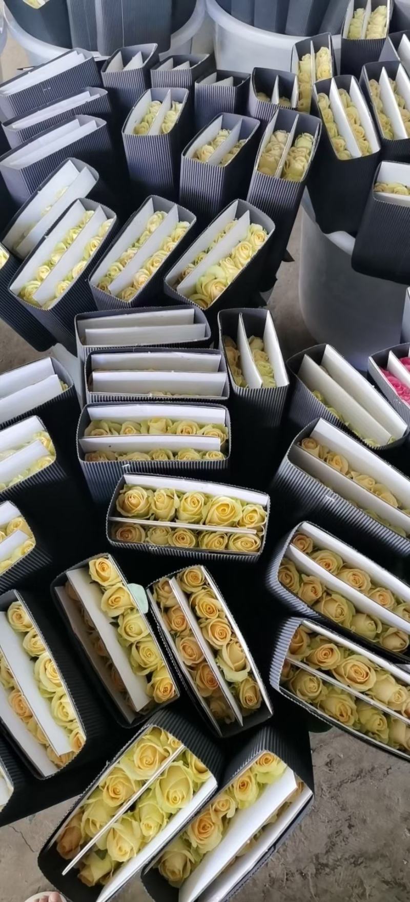 红玫瑰彩玫瑰玫瑰花云南基地现采现发保证质量