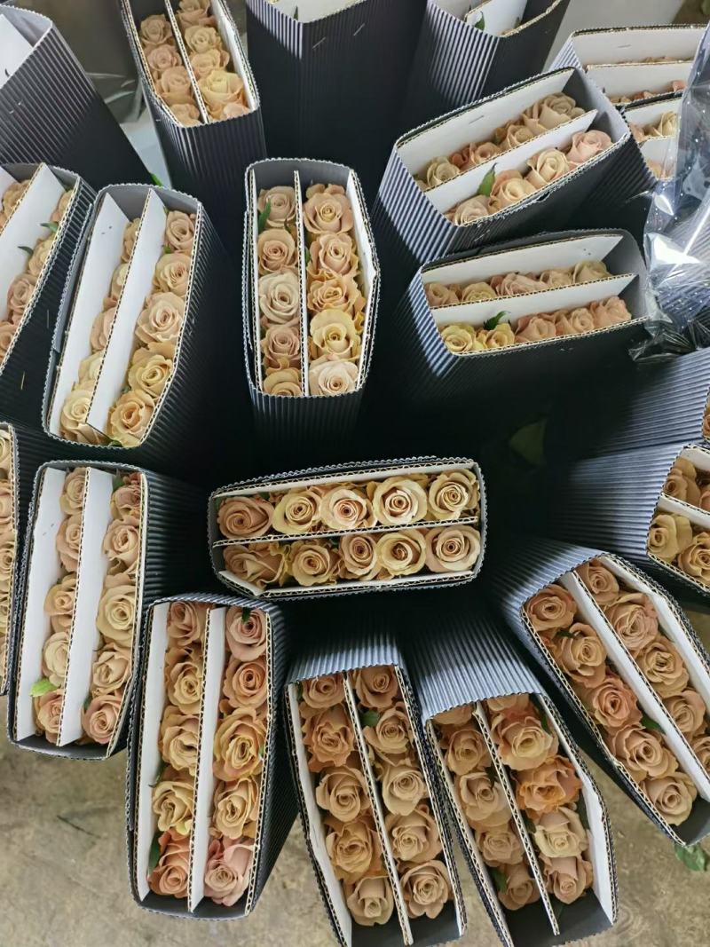 红玫瑰彩玫瑰玫瑰花云南基地现采现发保证质量
