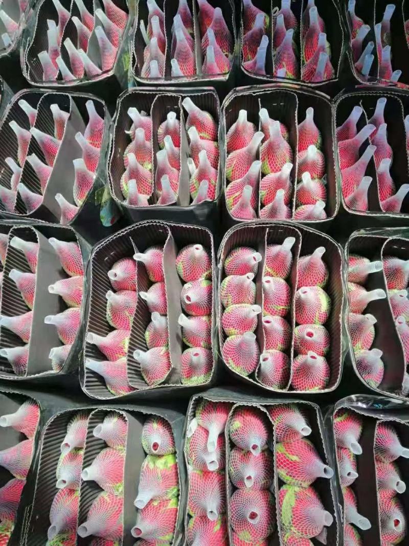 红玫瑰彩玫瑰玫瑰花云南基地现采现发保证质量