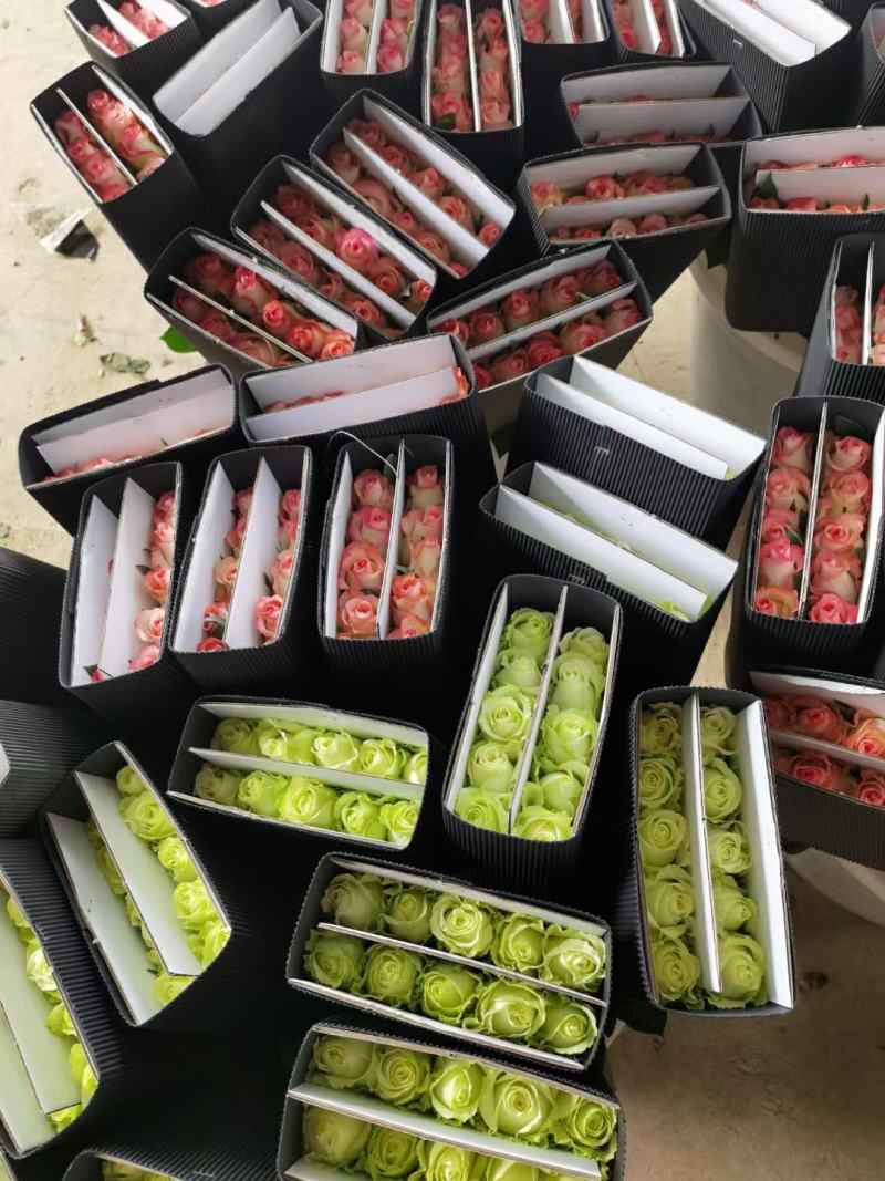 红玫瑰彩玫瑰玫瑰花云南基地现采现发保证质量