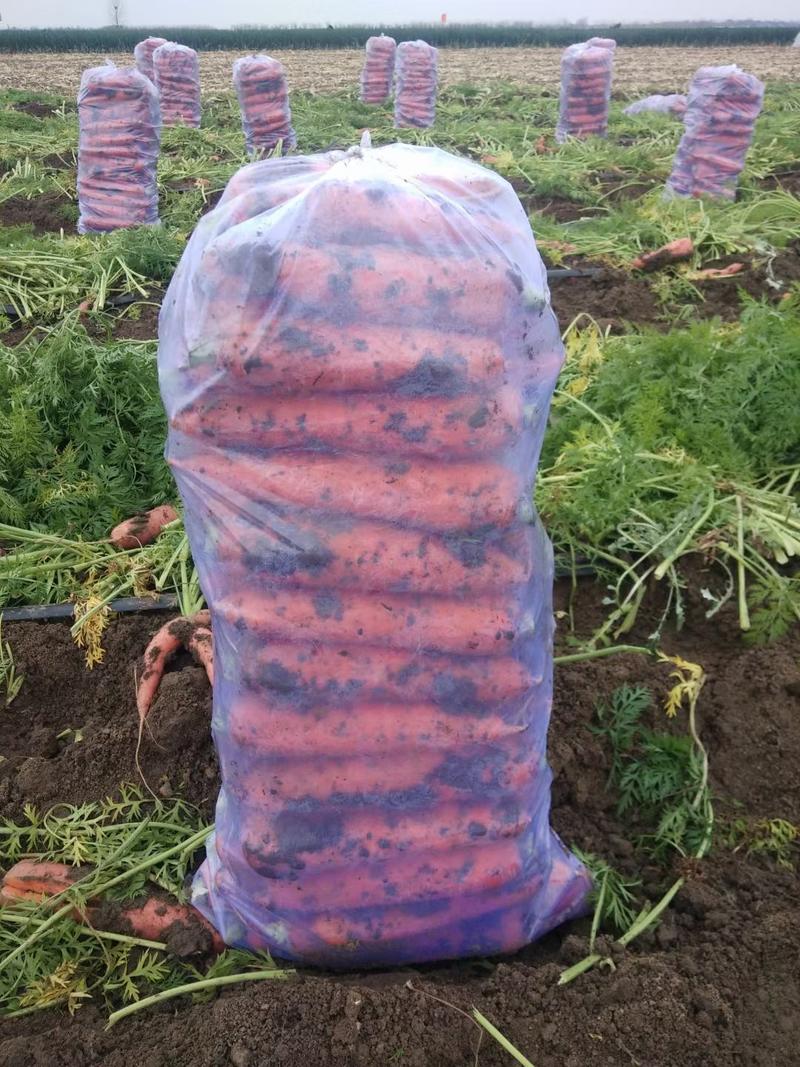 精品三红胡萝卜3两以上带土20厘米以上批发量大优惠